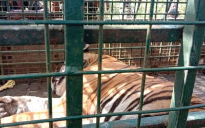Tiger MDT 23 kept in kraal at Mysore Zoo rescue centre, health improving Tiger MDT 23 kept in kraal at Mysore Zoo rescue centre, health improving
