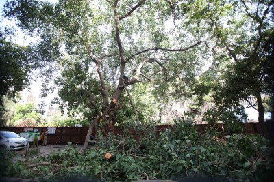 Cop threatens activist for questioning tree felling in K'taka Cop threatens activist for questioning tree felling in K'taka