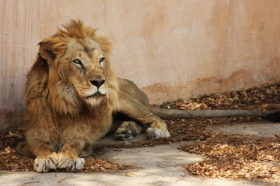5 Ostriches, 1 lioness die in Vandalur Zoo Chennai 5 Ostriches, 1 lioness die in Vandalur Zoo Chennai