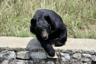 Man injured in bear attack in Kashmir's densely populated area