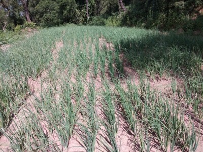 1.71 lakh farmers grow chemical-free crops in Himachal 1.71 lakh farmers grow chemical-free crops in Himachal