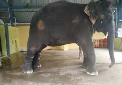 Assam moves to court for custody of elephant Joymala