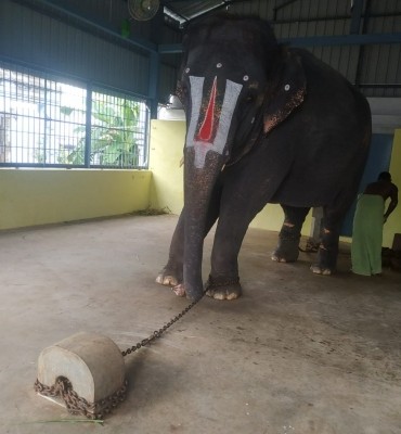 Assam delegation team heads to meet elephant Joymala