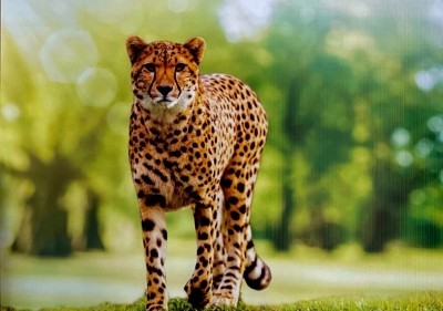Cheetahs from Namibia to land in Jaipur on way to new MP home Cheetahs from Namibia to land in Jaipur on way to new MP home