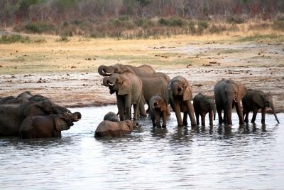 Zimbabwe relocates 100 elephants due to drought