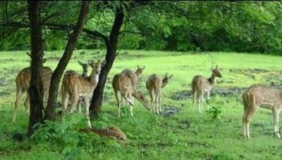 Govt efforts to conserve wildlife lead to rise in protected areas