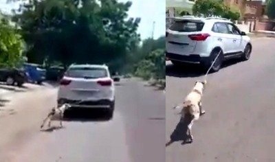 Case against Rajasthan doc for cruelty towards dog Case against Rajasthan doc for cruelty towards dog