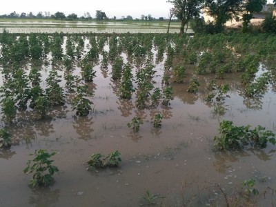 Cotton, maize cultivation in TN hit by incessant rainfall