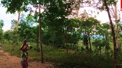 NGT spells out the logic: Conservation of forests sustains tribal communities NGT spells out the logic: Conservation of forests sustains tribal communities
