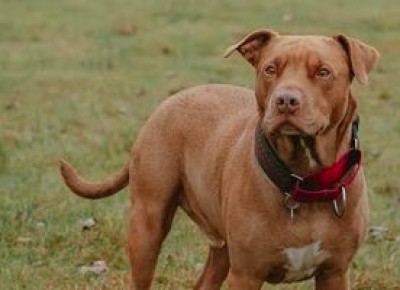 The curious case of stolen Pitbull in UP's Meerut The curious case of stolen Pitbull in UP's Meerut
