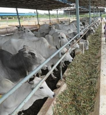 17 children, 2 teachers in UP fall ill as foul smell comes from gaushala 17 children, 2 teachers in UP fall ill as foul smell comes from gaushala