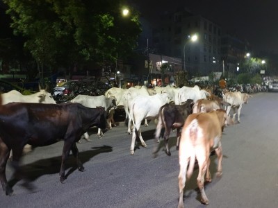 MoRTH seeks suggestions to tackle stray cattle trespassing NHWs MoRTH seeks suggestions to tackle stray cattle trespassing NHWs