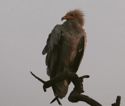Special vehicle to transport rescued vulture from Kanniyakumari to Jodhpur