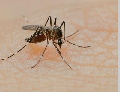 Dengue cases on the rise in Lucknow Dengue cases on the rise in Lucknow