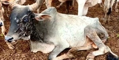 Cong stages walkout from Guj Assembly over Lumpy virus issue Cong stages walkout from Guj Assembly over Lumpy virus issue