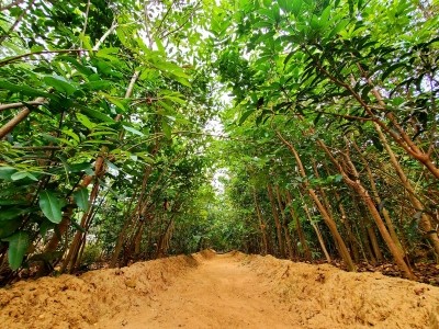 Coimbatore forest division plants 14 lakh saplings in 9 years Coimbatore forest division plants 14 lakh saplings in 9 years