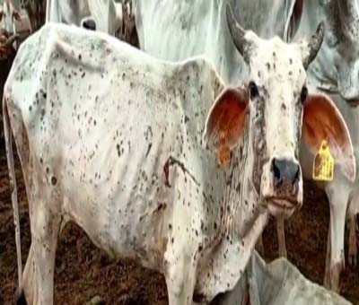 Lumpy disease outbreak: Cow brought to Rajasthan Assembly by BJP MLA runs away