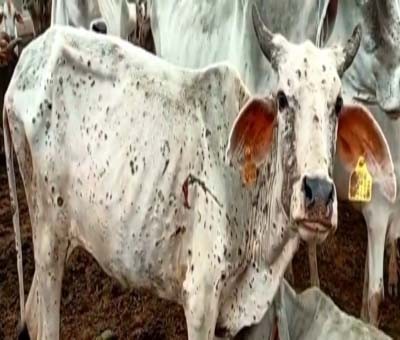 Lumpy disease outbreak: Cow brought to Rajasthan Assembly by BJP MLA runs away Lumpy disease outbreak: Cow brought to Rajasthan Assembly by BJP MLA runs away