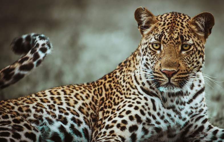 Gujarat: Leopard kills five-year-old girl, Forest dept search for the feline Gujarat: Leopard kills five-year-old girl, Forest dept search for the feline