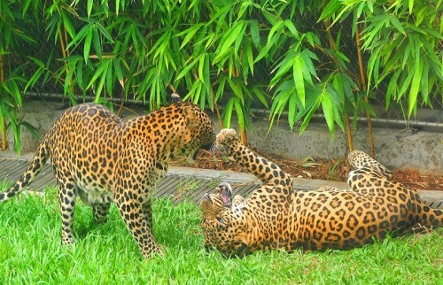 Forest officials recommend 'smart sticks' to keep leopards at bay Forest officials recommend 'smart sticks' to keep leopards at bay