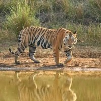 MP's tiger reserves will welcome tourists from Oct 1