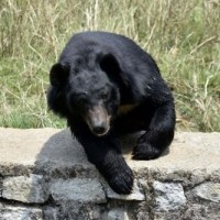 Man injured in bear attack in Kashmir's densely populated area