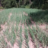 1.71 lakh farmers grow chemical-free crops in Himachal