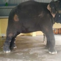 Assam moves to court for custody of elephant Joymala