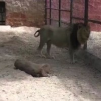Lions are healthy, clarifies Hyderabad's Nehru Zoo Park