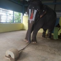 Assam delegation team heads to meet elephant Joymala