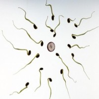 A new protein may increase chances of fertilisation