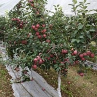 Women farmers in Himachal launch company for marketing chemical-free produce
