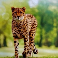 Cheetahs from Namibia to land in Jaipur on way to new MP home