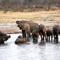 Zimbabwe relocates 100 elephants due to drought