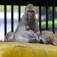 Chased by monkeys, 5-yr-old falls to his death in UP