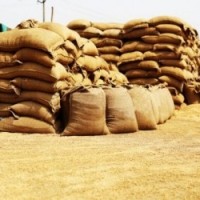 Tiruchi farmers lash out against TN govt over lack of procurement