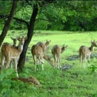 Govt efforts to conserve wildlife lead to rise in protected areas