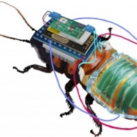 Cyborg cockroaches to soon help inspect hazardous areas near you