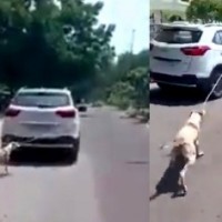 Case against Rajasthan doc for cruelty towards dog