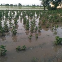Cotton, maize cultivation in TN hit by incessant rainfall