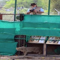 Credit war breaks out on Cheetahs, Cong says Modi not stating facts