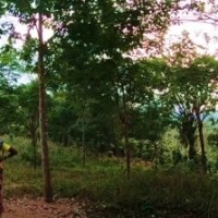 NGT spells out the logic: Conservation of forests sustains tribal communities