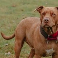 The curious case of stolen Pitbull in UP's Meerut