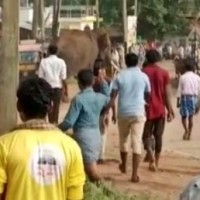 Elephant menace surfaces in Mysuru district yet again