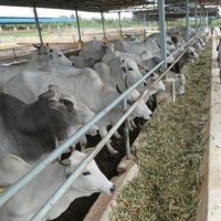 17 children, 2 teachers in UP fall ill as foul smell comes from gaushala