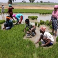 TN govt appoints special teams to monitor paddy procurement