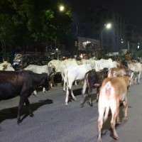 MoRTH seeks suggestions to tackle stray cattle trespassing NHWs