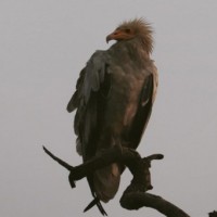 Special vehicle to transport rescued vulture from Kanniyakumari to Jodhpur