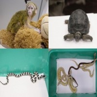 Customs, DRI on high alert in TN airports on smuggling of exotic species to state