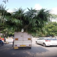 Tyagi community stages sit-in outside Noida society over tree uprooting row
